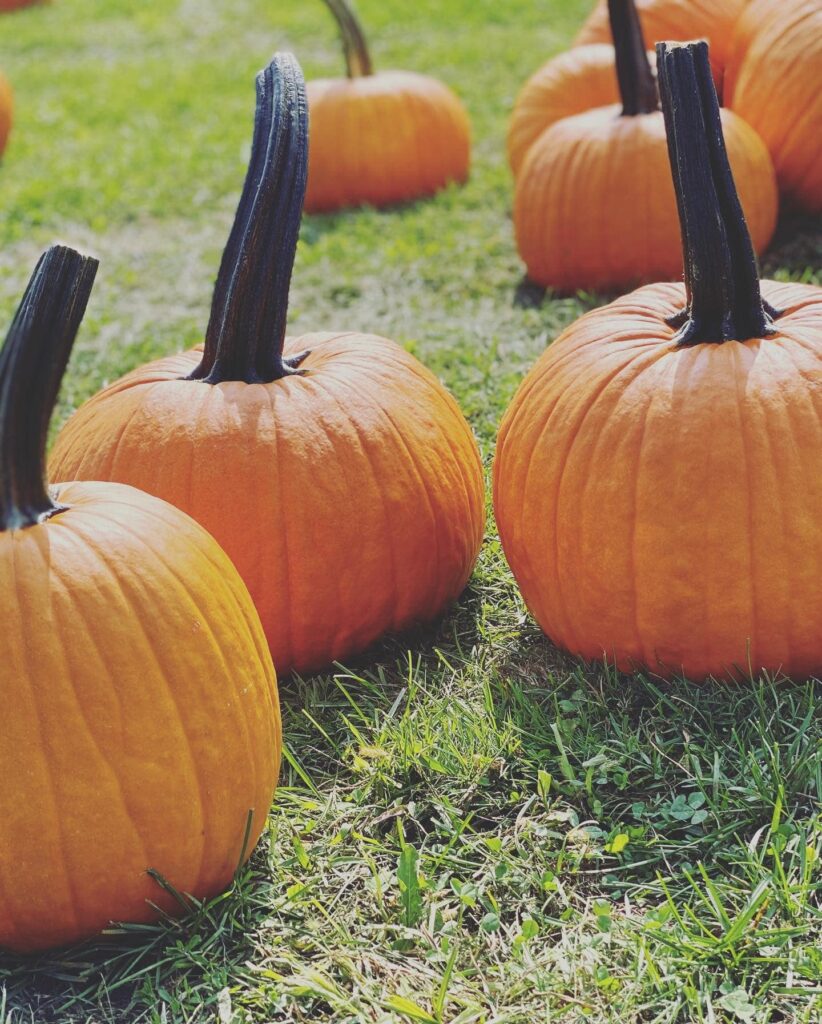 fairfield-farms-&-greenhouses-fall-fest-brings-seasonal-fun-and-spooky-trails